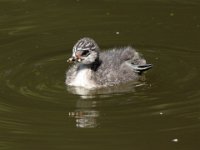 07 Juli 2015 Schwarzhalstaucher Pulli